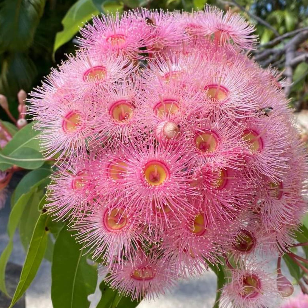 Close-up of the Australian native flowering gum design featured on the Pink Green Flowering Gums tablecloth collection, available in multiple rectangular sizes for 6 to 12-seater dining tables.