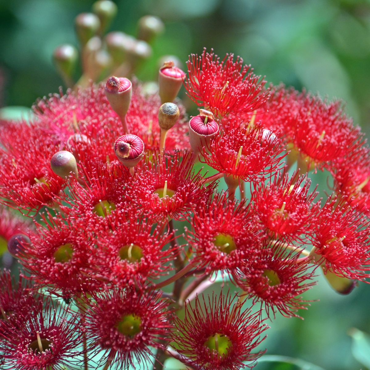 Close-up of the Australian native red gum flowers that inspired the Red Flowering Gums hand block printed cotton tablecloth collection.