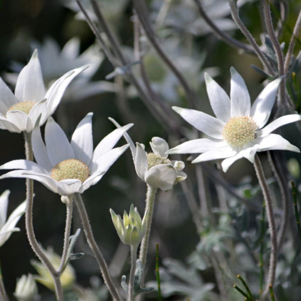 Close-up of the Australian native Flannel Flowers 